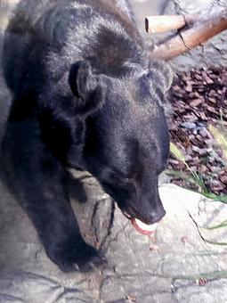 ツキノワグマ ツキノワグマ,ニホンツキノワグマ,夜行性の写真素材