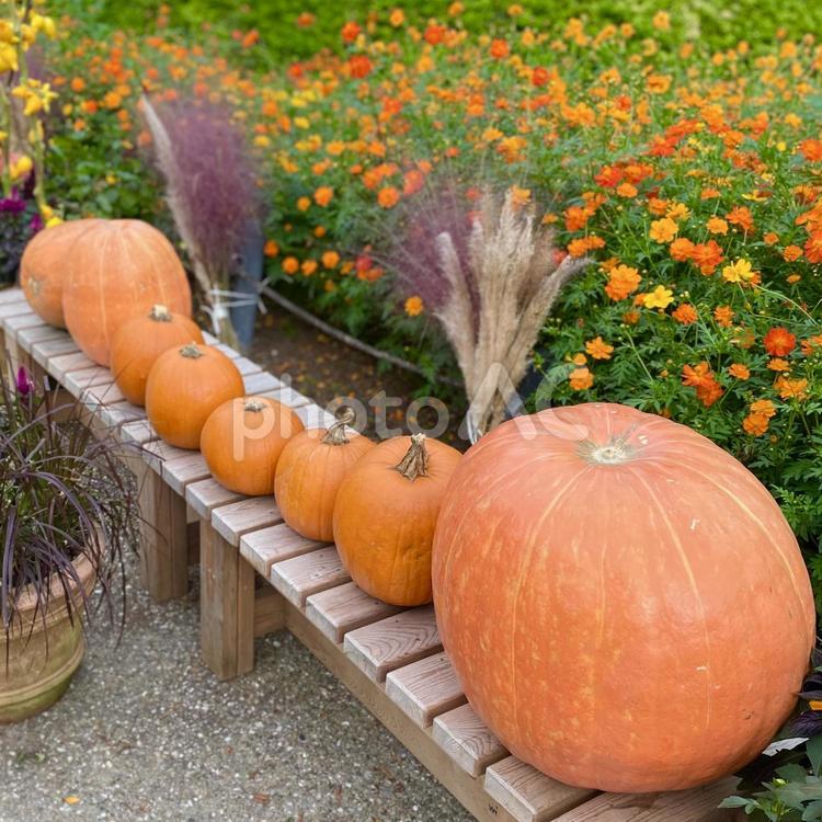 公園に飾られたカボチャのオブジェ　ハロウィン カボチャ,かぼちゃ,ハロウィンの写真素材