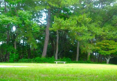 公園のグリーン 公園のグリーンの写真