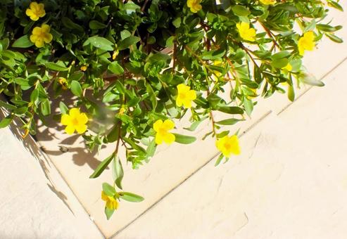 黄色い可愛いポーチュラカの花 黄色い可愛いポーチュラカの花 ポーチュラカ,黄色い,花の写真素材