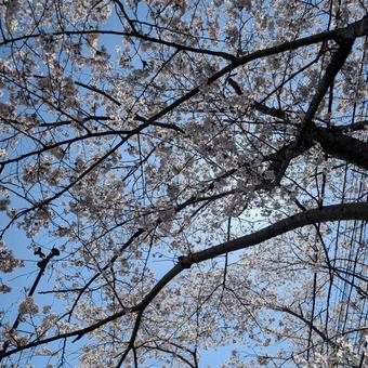 下から見上げた満開の桜 下から見上げた満開の桜の写真
