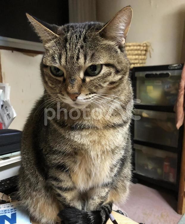 構って欲しい猫 猫,ネコ,ねこの写真素材