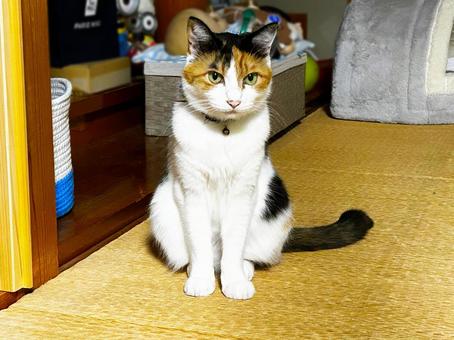 遊んで欲しくてジッと待つ三毛猫 三毛猫,calico,catの写真素材
