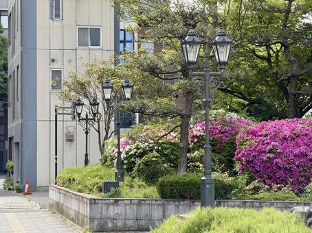 ゴールデンウィークの福井中央公園前 ゴールデンウィーク,街灯,道路の写真素材