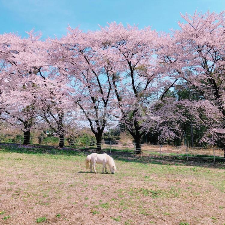 白い馬と桜 白い馬,ポニー,かわいいの写真素材