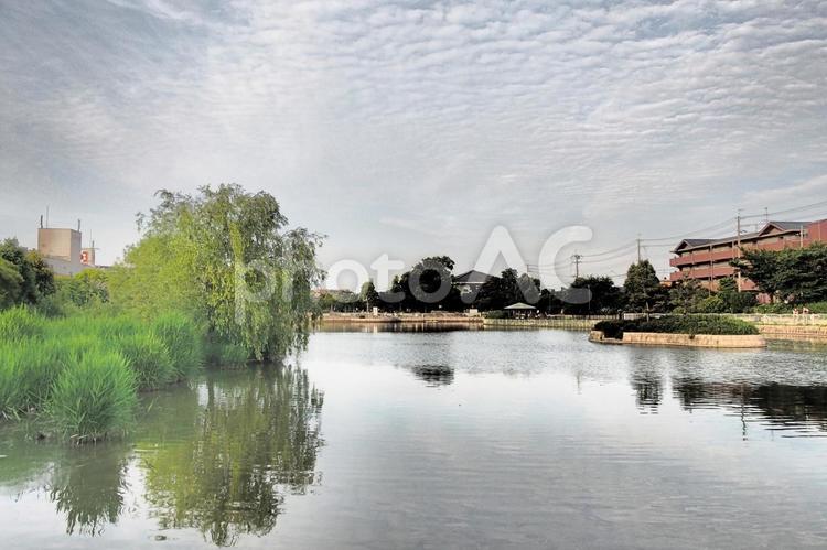 5月の公園風景 市場池公園,公園,園地の写真素材