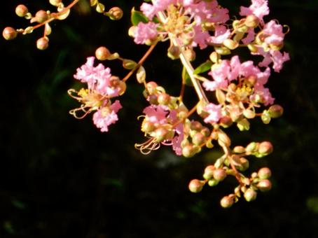 【花の写真】百日紅の花 【花の写真】百日紅の花の写真