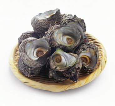 サザエ サザエの写真