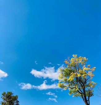 Sky and Tree 1, JPG