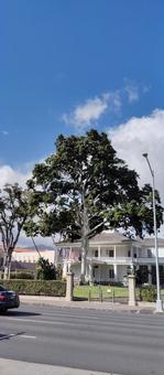 ハワイの白い洋館と大樹 ハワイの白い洋館と大樹 ハワイ,honolulu,ホノルルの写真素材