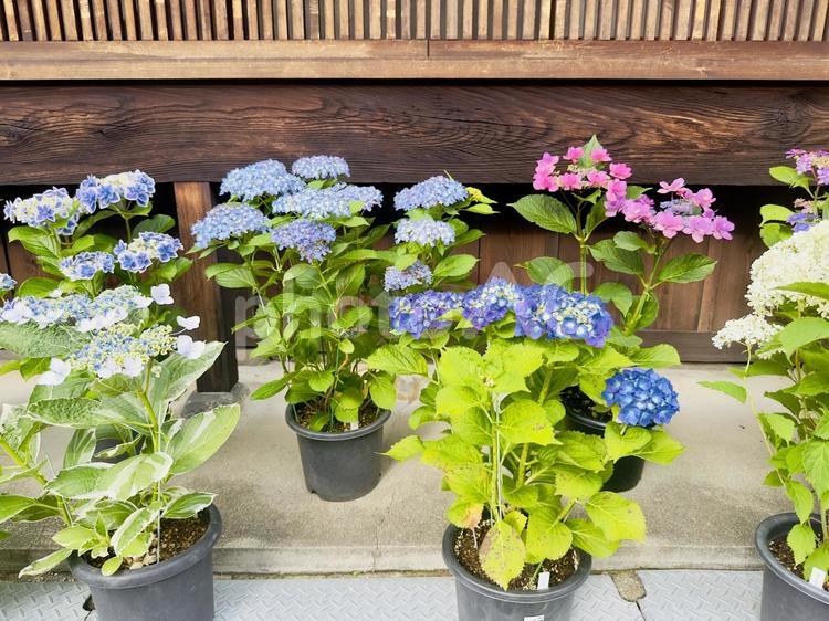 和の玄関先を彩る紫陽花たち 花の表情変化,日常の自然,花色の変化の写真素材