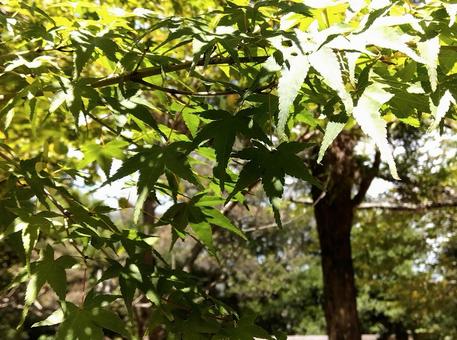 木漏れ日もみじ　の写真