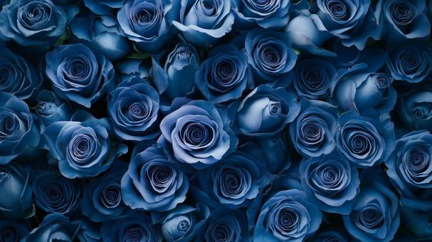 青い薔薇のイメージ 青い薔薇のイメージの写真
