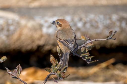 A shrike perched on a branch, mos, hyperbird, wild bird, JPG