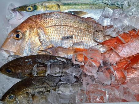 鮮魚 鮮魚 魚,鯛,鮮魚の写真素材