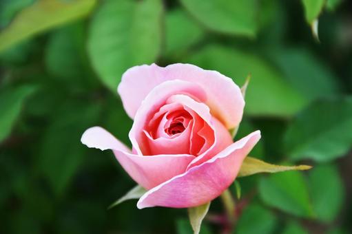 薔薇 薔薇 薔薇,花,綺麗の写真素材