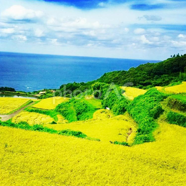 東後畑棚田 東後畑棚田,棚田,山口の写真素材