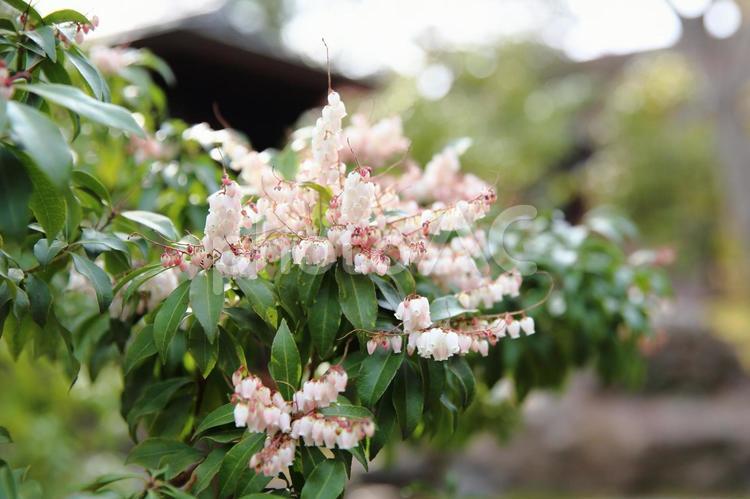 城南宮のアセビの花 アセビ,馬酔木,城南宮の写真素材