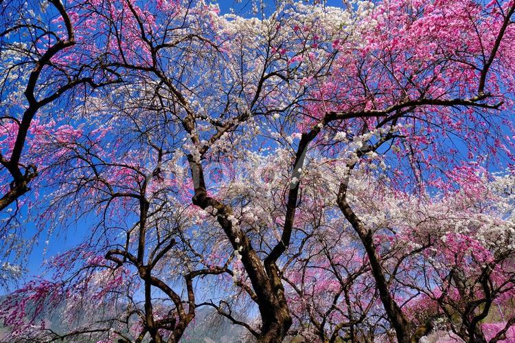 青空と花桃たち 自然,花桃,山の写真素材
