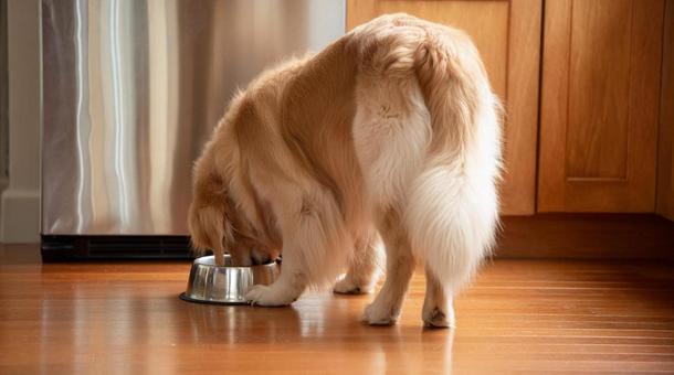 室内で食事中のゴールデンレトリバー・犬 室内で食事中のゴールデンレトリバー・犬の写真
