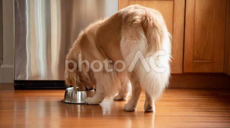 室内で食事中のゴールデンレトリバー・犬 ゴールデンレトリバー,犬,食事の写真素材
