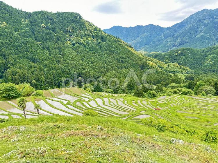熊野　丸山千枚田 丸山千枚田,紀和町丸山地区,日本の棚田百選の写真素材