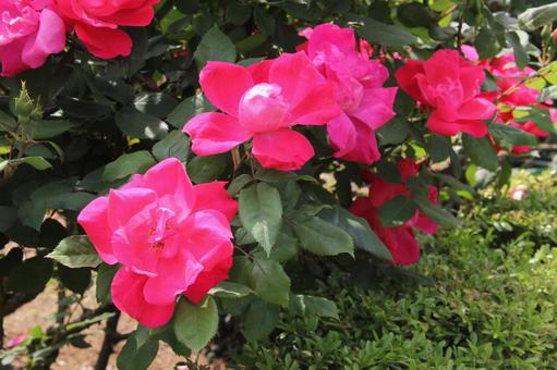 バラ・薔薇 ノックアウト バラ・薔薇 ノックアウトの写真