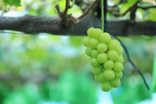 シャインマスカット ブドウ,ぶどう,果物の写真素材