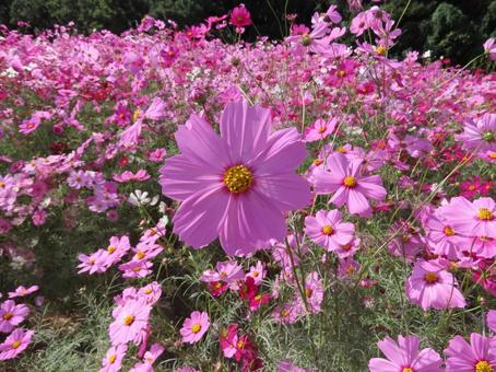 コスモス コスモス コスモス,自然,植物の写真素材