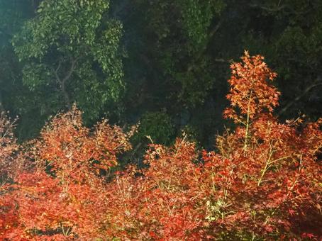 紅葉 紅葉の写真