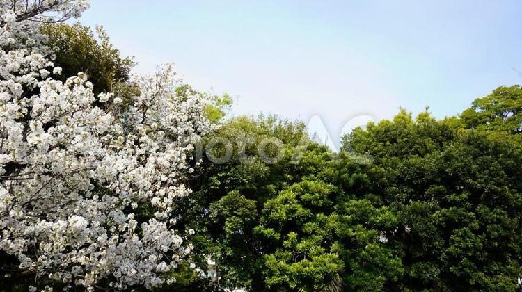 桜と木と空 春,空,桜の写真素材