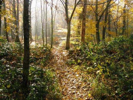 Autumn forest, JPG Autumn forest, JPG
