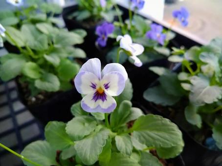 パンジーの写真