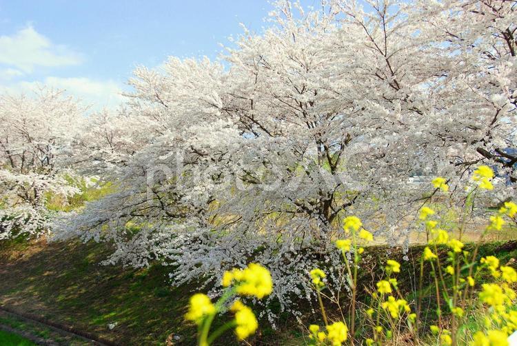 桜並木と菜の花 菜の花,アブラナ,菜花の写真素材