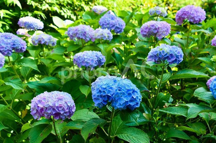 きれいな色のホンアジサイ アジサイ,花,植物の写真素材