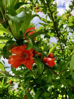 鮮やかなオレンジ色のザクロの花 鮮やかなオレンジ色のザクロの花 ザクロ,木,花の写真素材