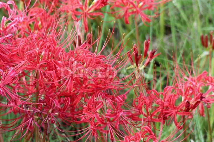 秋の訪れ　ヒガンバナ 彼岸花,秋の花,ヒガンバナ科の写真素材