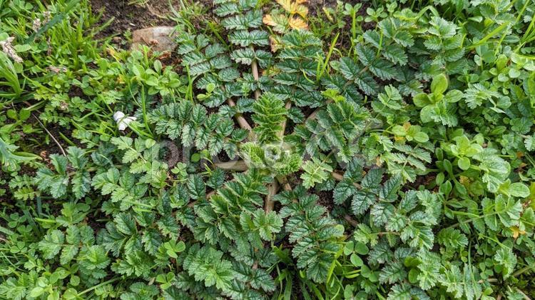 フランスの植物01　オランダフウロ？　冬 オランダフウロ,ヨーロッパ,テクスチャの写真素材