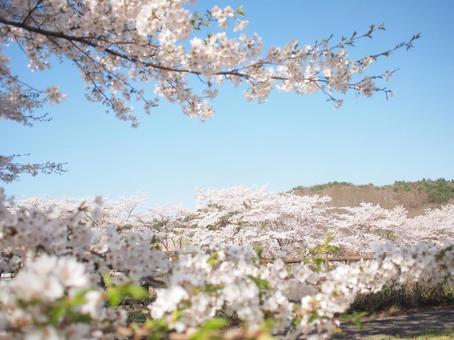 桜の風景 桜の風景の写真