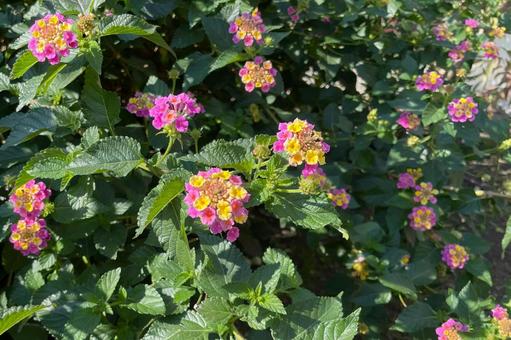 ある公園のランタナB_711K 花,ランタナ,七変化の写真素材