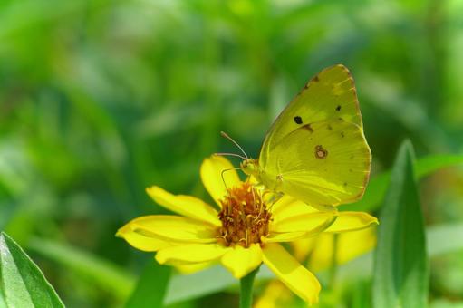 Yellow butterfly, yellow cosmos, yellow flower, green background, insect, JPG