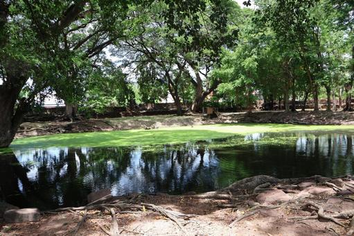 タイの緑の樹々ときれいな水面の池の公園 タイの緑の樹々ときれいな水面の池の公園 タイ,緑,樹々の写真素材
