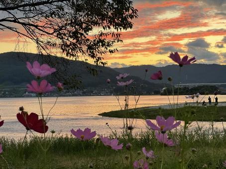 秋桜 秋桜,諏訪湖,コスモスの写真素材