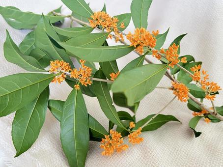 キンモクセイ キンモクセイ,花,植物の写真素材