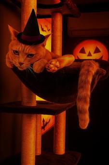 ハロウィン 猫 ハロウィン 猫 ハロウィン,猫,秋の写真素材