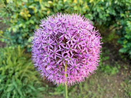 Allium flower, JPG Allium flower, JPG