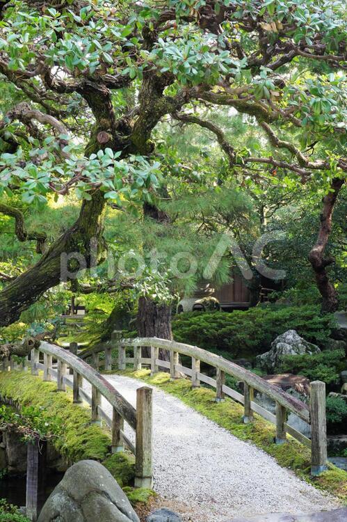 松の木と橋 日本庭園,和風庭園,庭の写真素材
