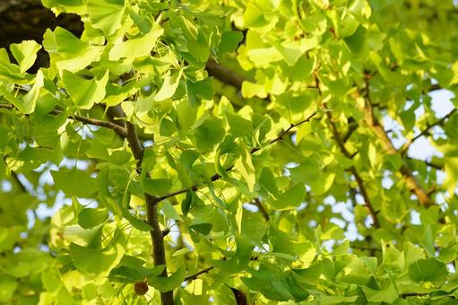 イチョウ イチョウ,葉,黄葉の写真素材