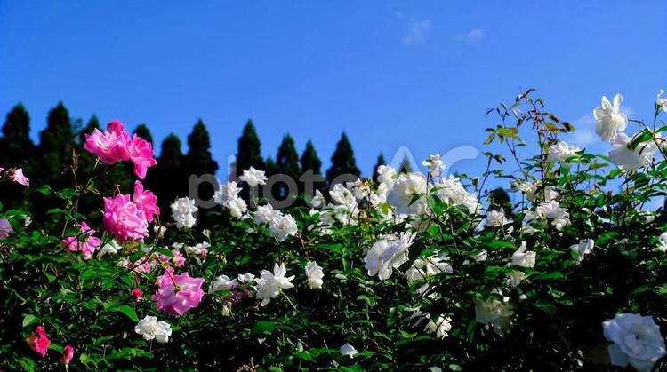 県立播磨中央公園　バラ園 播磨中央公園,ばら,バラの写真素材