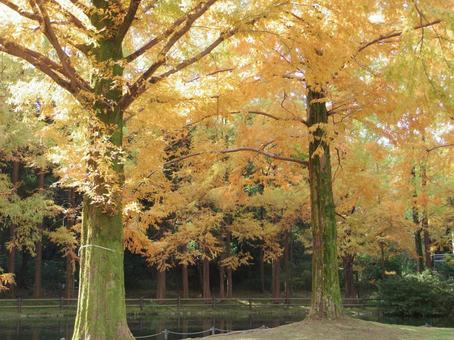 紅葉 紅葉の写真